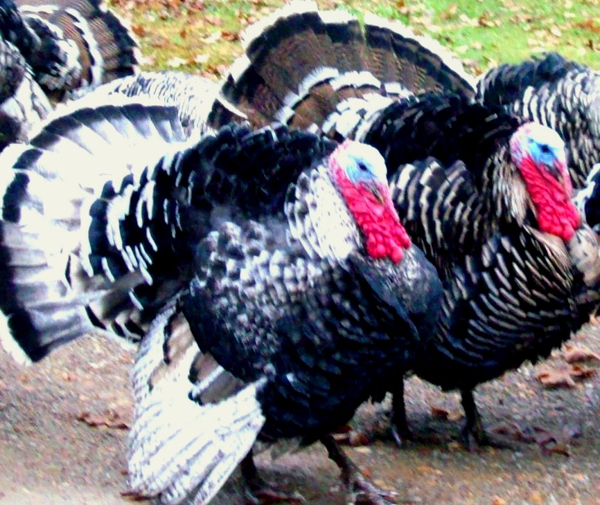 Recalled+ground+turkey+september+2011