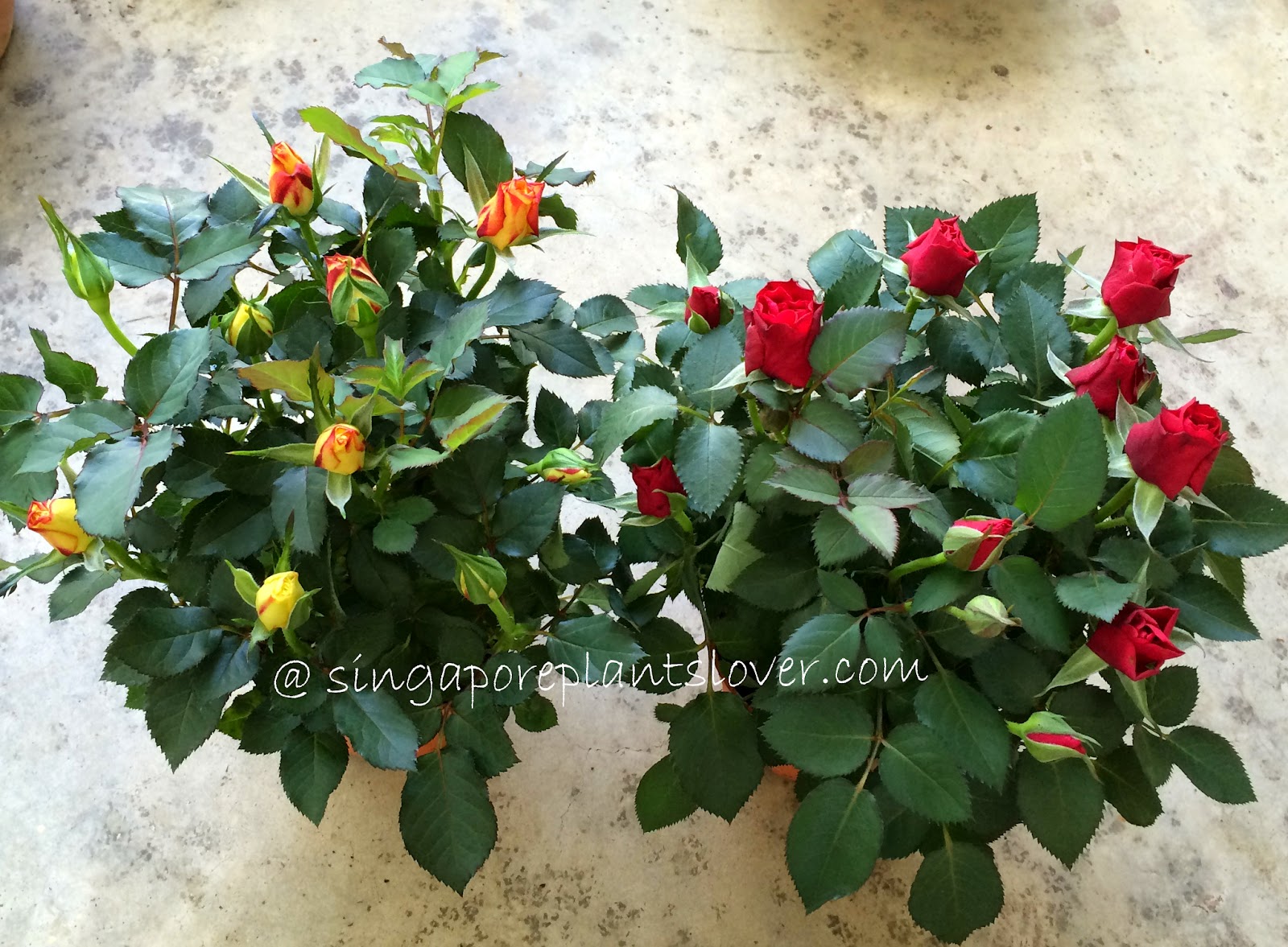 Singapore Plants Lover Growing Mini Rose In Container