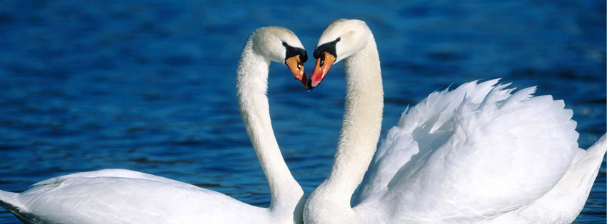 Sampul Facebook Love Swan, facebook cover frames sampul facebook