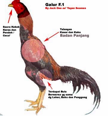 Ayam laga