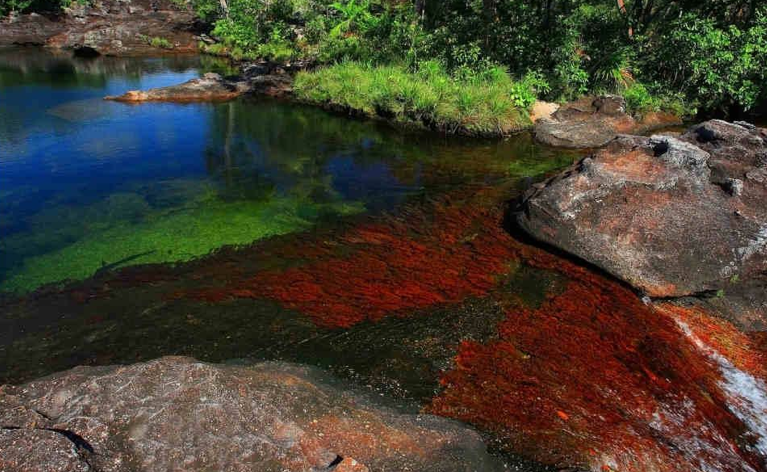 Caño Cristales, Meta, Colombia Caño Cristales, Meta, Colombia