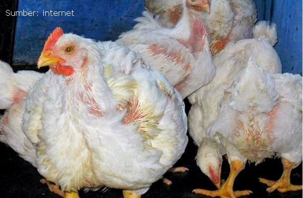 Belajar dari Ayam Potong Belajar dari Ayam Potong