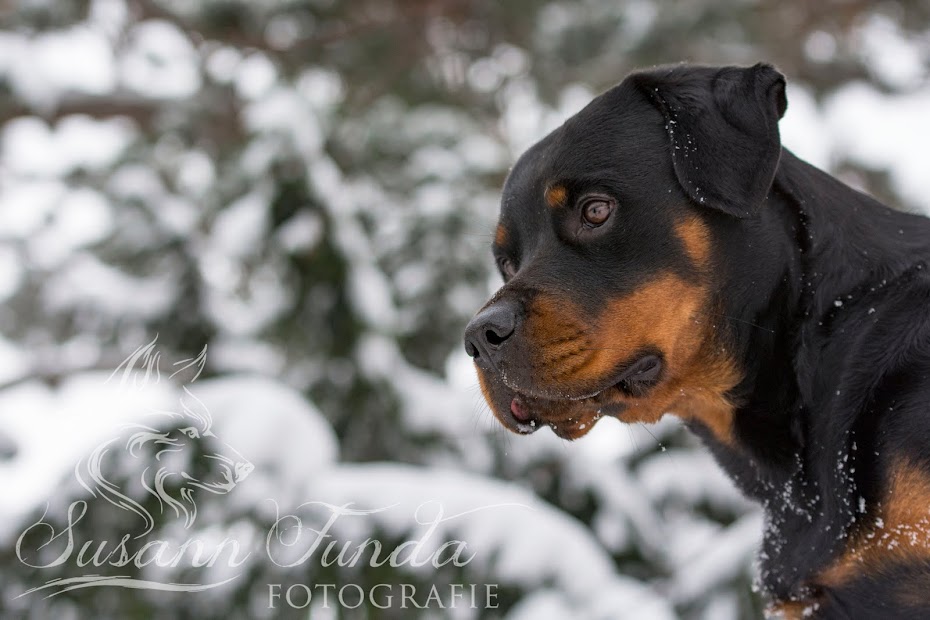 Shila vom Mohr - Hof, Rottweiler im Obedience