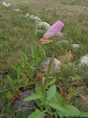 Pink Primrose weed http://muttnut.blogspot.com/