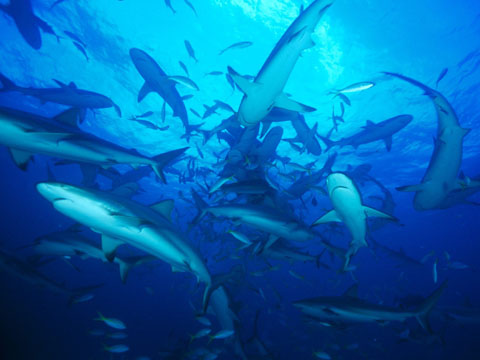 A feeding frenzy idiom meaning dictionary A feeding frenzy idiom meaning dictionary