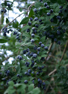 http://plantwhateverbringsyoujoy.com/?p=2474