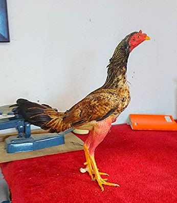 La Trasvesti Consanguineo Veppo Prieto Tomate Tuerto ..