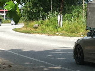 Driving In Malaysia Cows