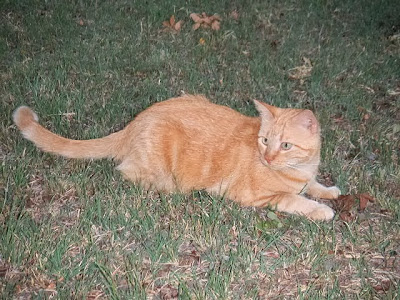 KayzKreationz Garfield in grass