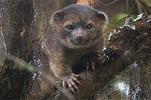 Mistura de "gato com urso", Olinguito é 1º espécie carnívora descoberta em 35 anos