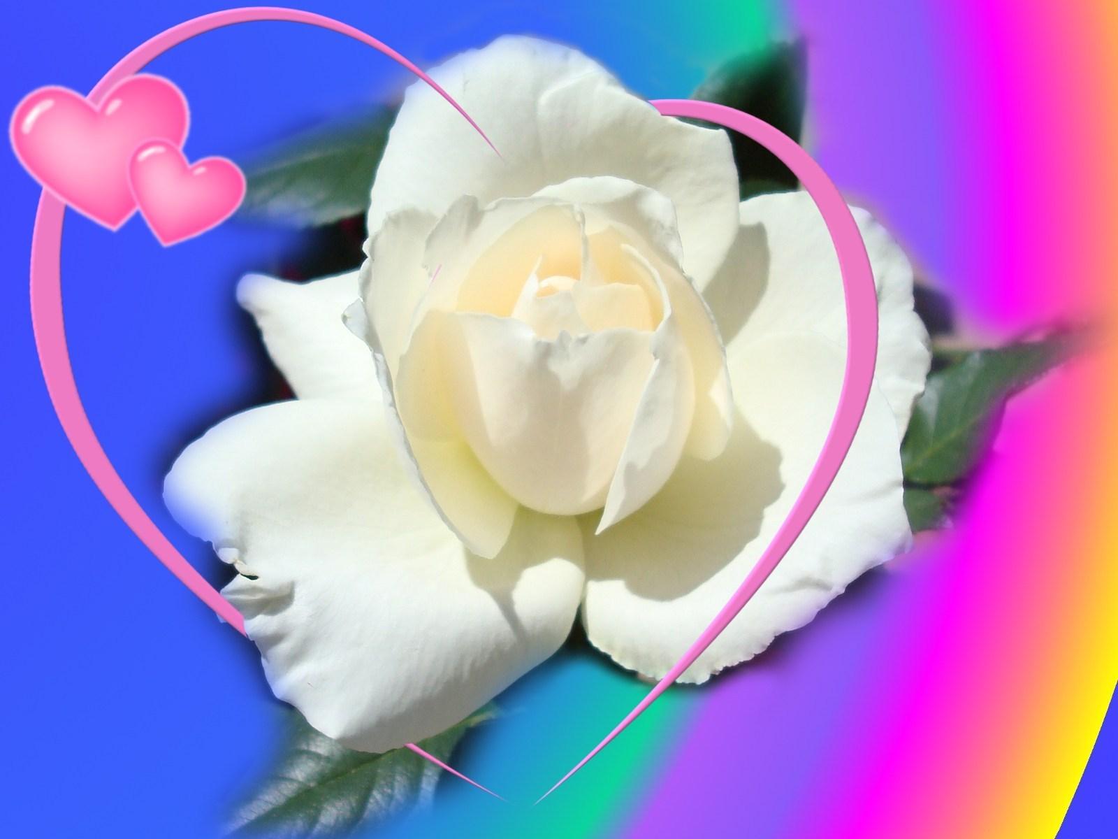 Best White Rose Flowers Wallpapers Entertainment Only