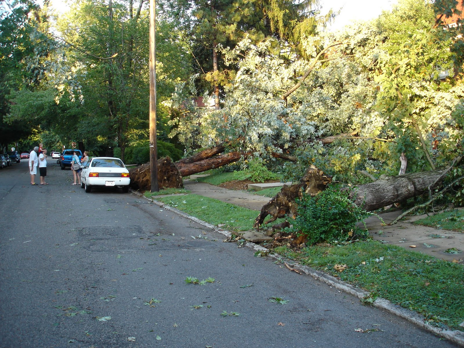 Seattle's Largest Elm Tree Comes Down