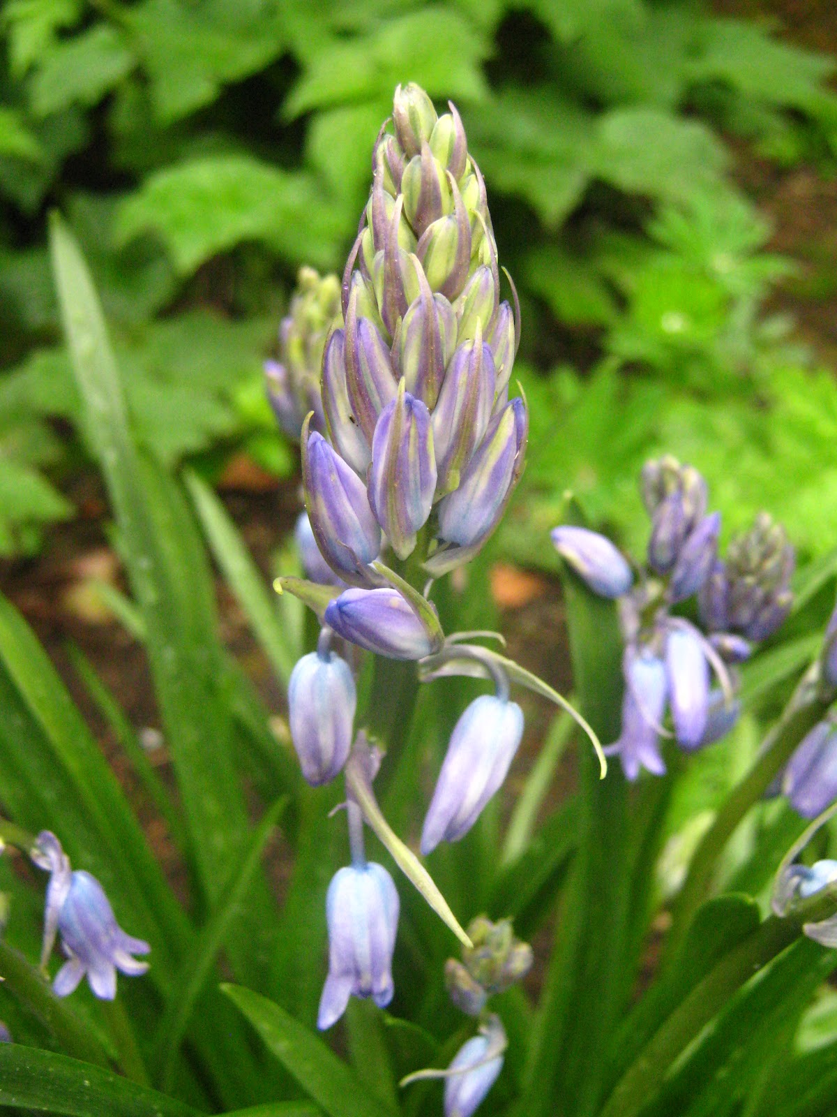 Rindy Mae More Plants