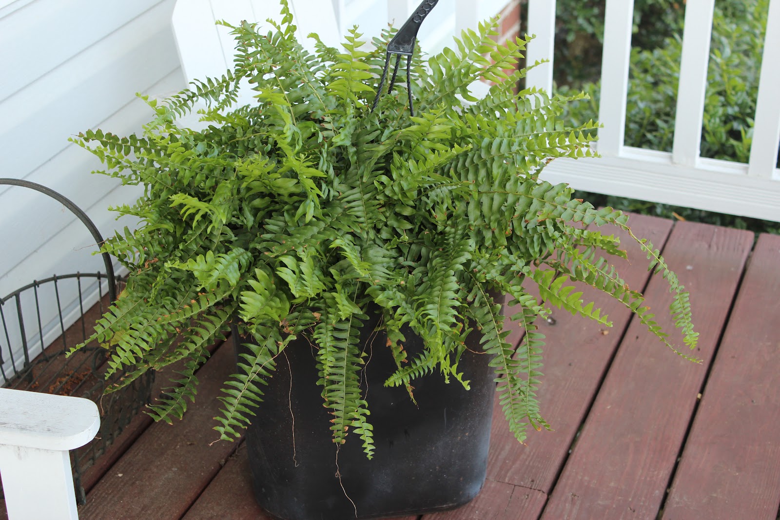 Fern Care