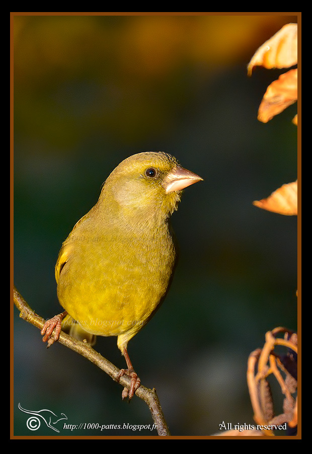 Carduelis chloris - http://1000-pattes.blogspot.com