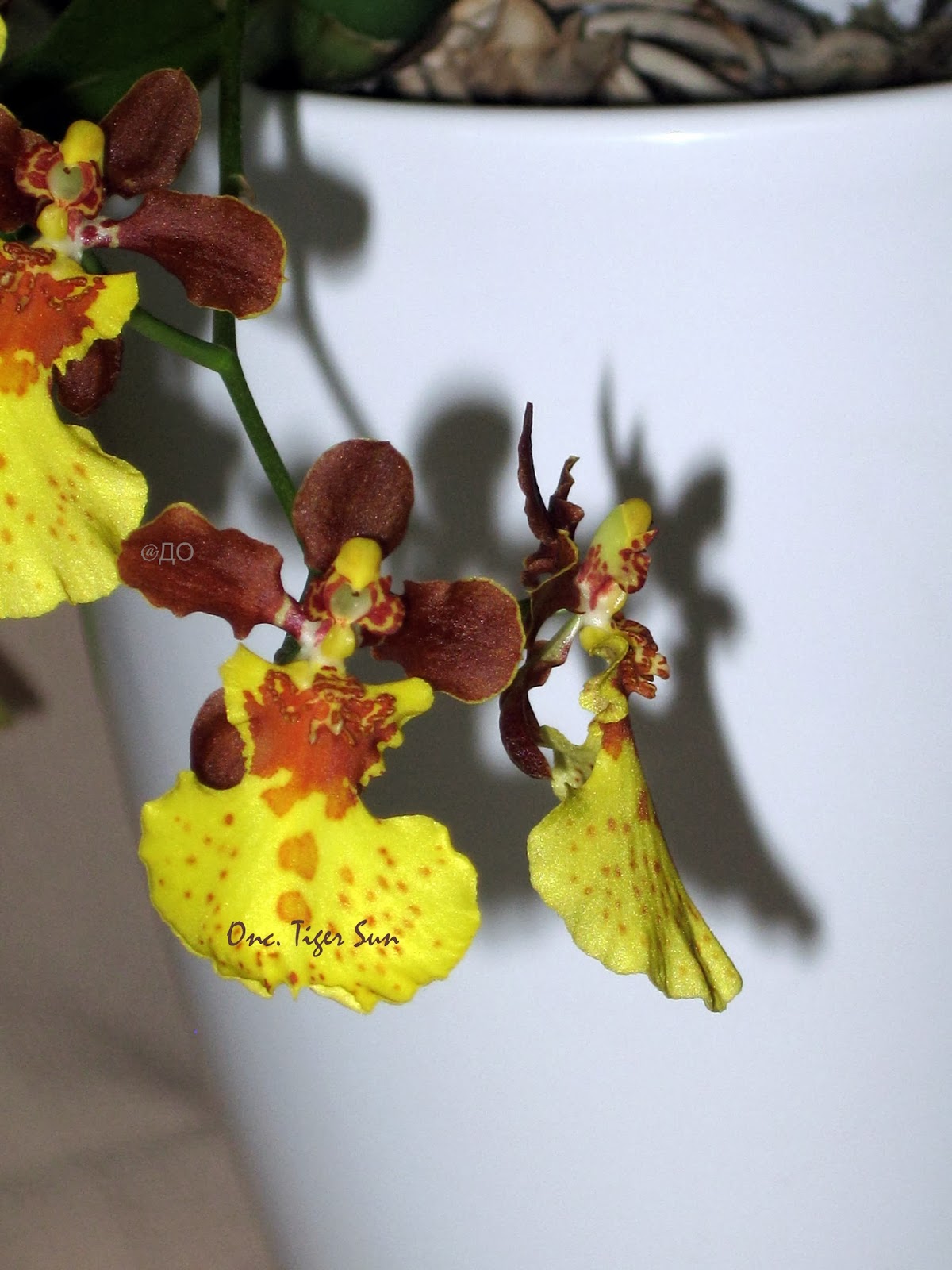 Oncidium Tiger Sun - а эти двое что-то задумали... Oncidium Tiger Sun - а эти двое что-то задумали...