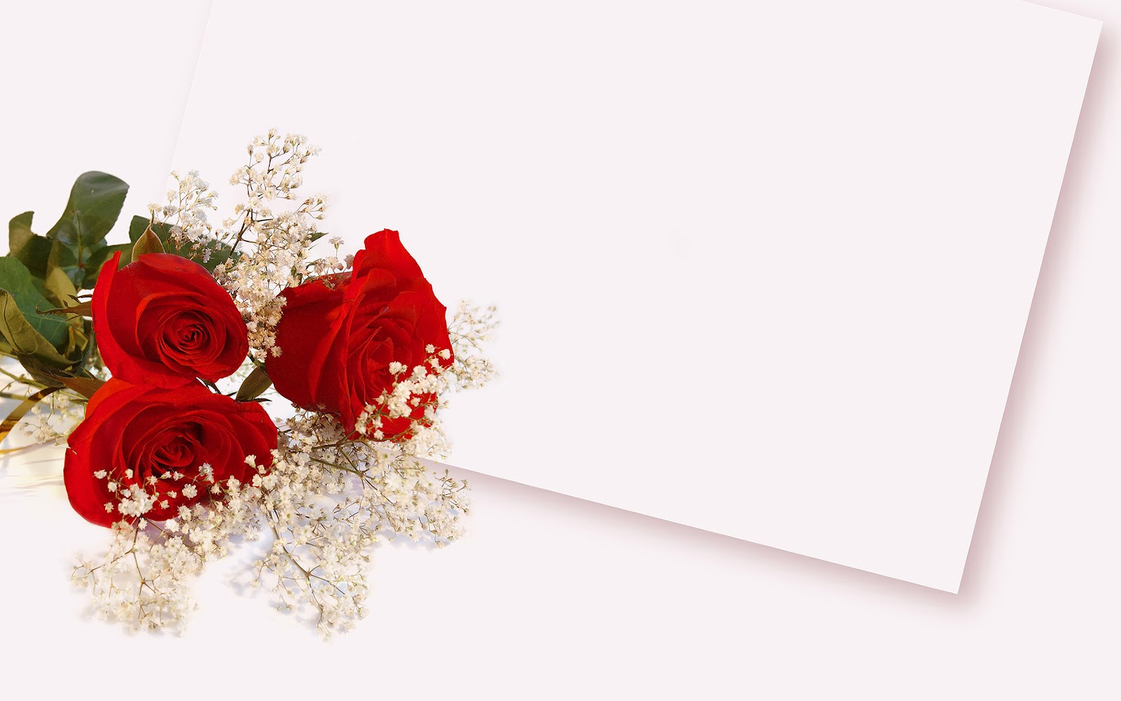 Rozen Wallpapers | HD Wallpapers