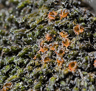 Musgo Schistidium confertum de la familia Grimmiaceae sobre granito