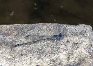 Dusky Dancer, Argia translata, Sunday, August 24, 2014, 12:43:00 PM