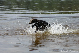 NATAN z Ochoczej Italian Greyhound