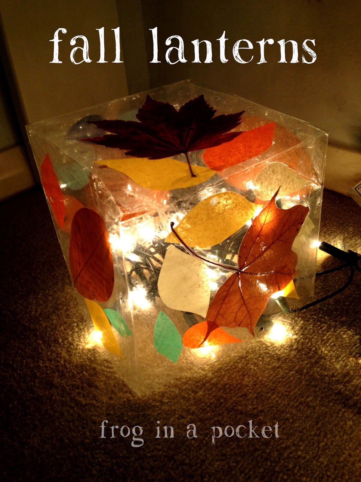 frog in a pocket autumn lanterns light reflections series