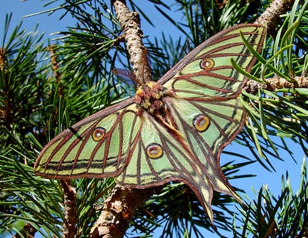 Actias isabellae Actias isabellae Valle de la Fuenfria