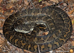 Carpet Python HARMLESS but can inflict a painful bite