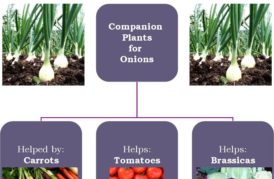 Gardening with Red Hill Companion Planting with Onions