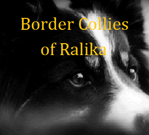 Border Collies of Ralika