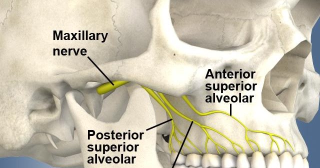 Dental Care: Dental Anasthesia: Posterior Superior Alveolar Nerve Block