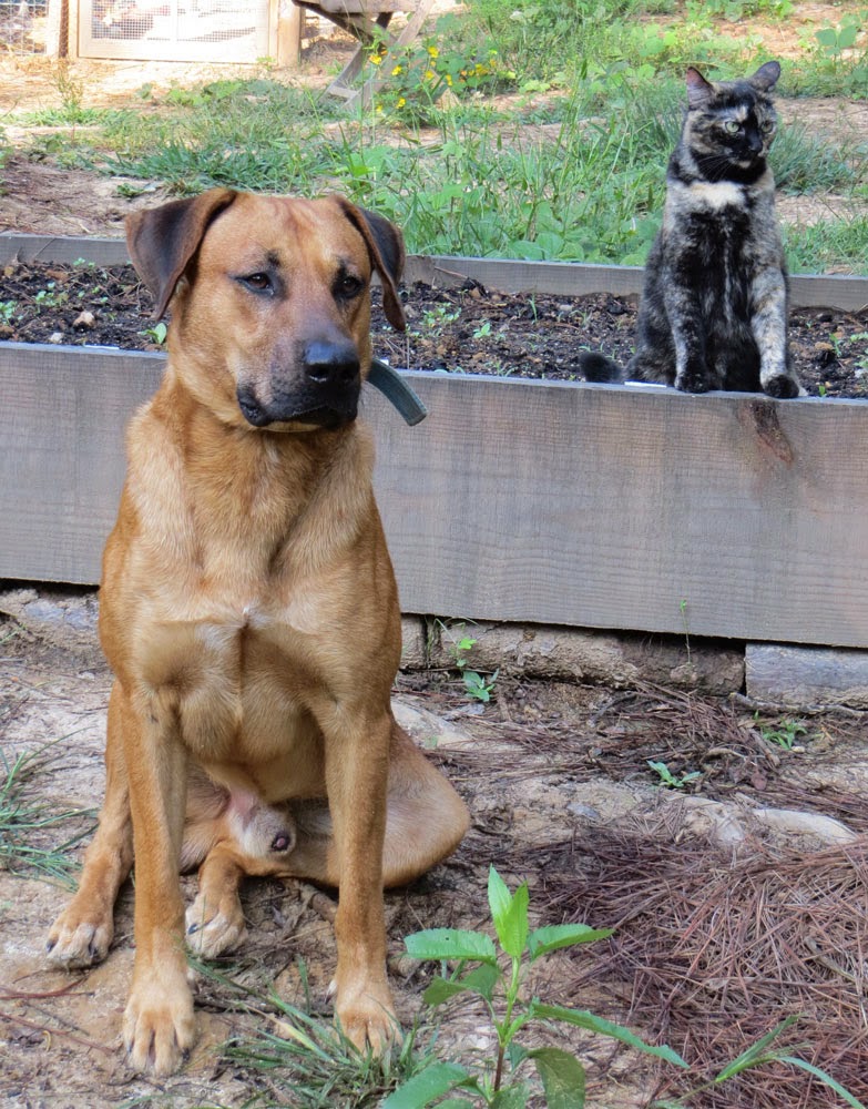 Can a Hunting Dog Peacefully Coexist With Cats and Chickens? Maitri Homestead