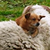 Ένας σκύλος που του αρέσει να κάνει βόλτα πάνω σε... πρόβατα! [video] 