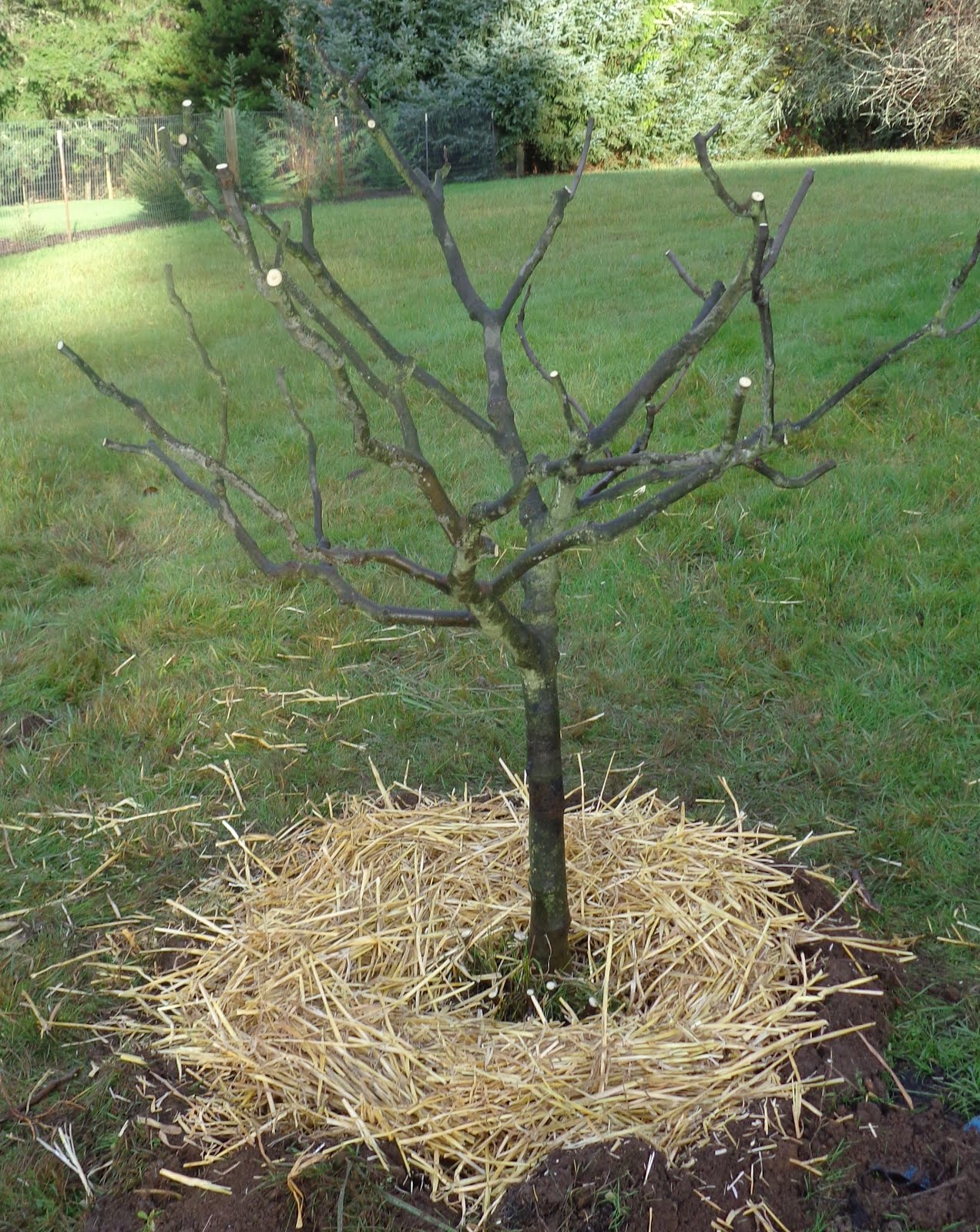 Fig-Tree-Pruning Torn and broken branches and roots tidied up, with cleaner pruning ...