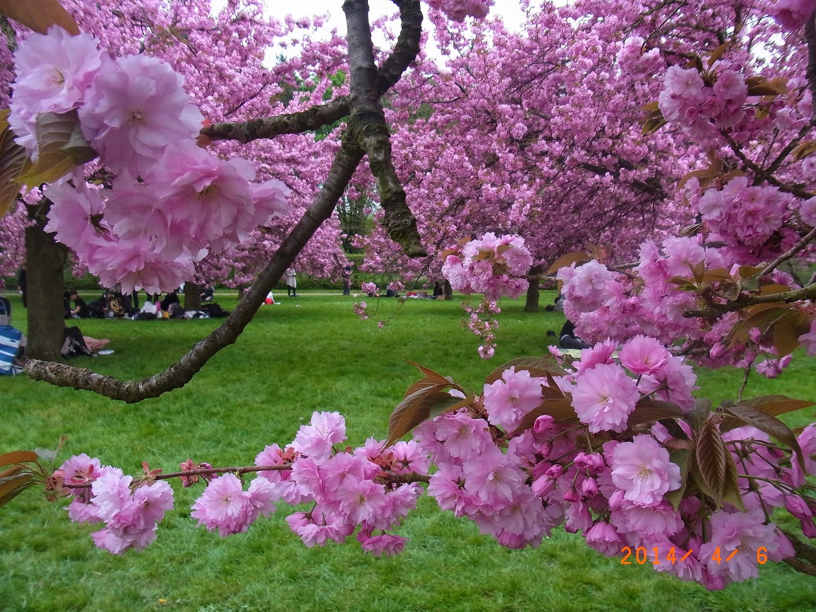 Cerisier au Parc de sceaux