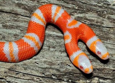 Most Unusual And Weird Creatuers On Earth