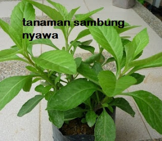 Sambung nyawa