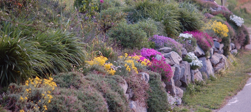 Perennia land: alcuni piccoli consigli Piante perenni per giardino roccioso
