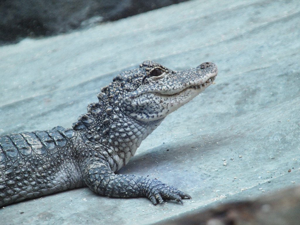 Hallo Phoebe: River Safari