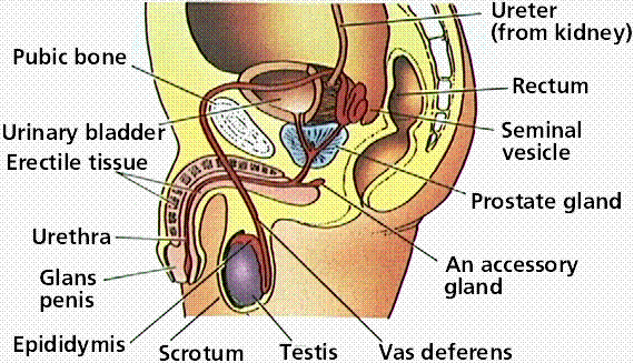 HUMAN REPRODUCTIVE SYSTEM HUMAN REPRODUCTIVE SYSTEM