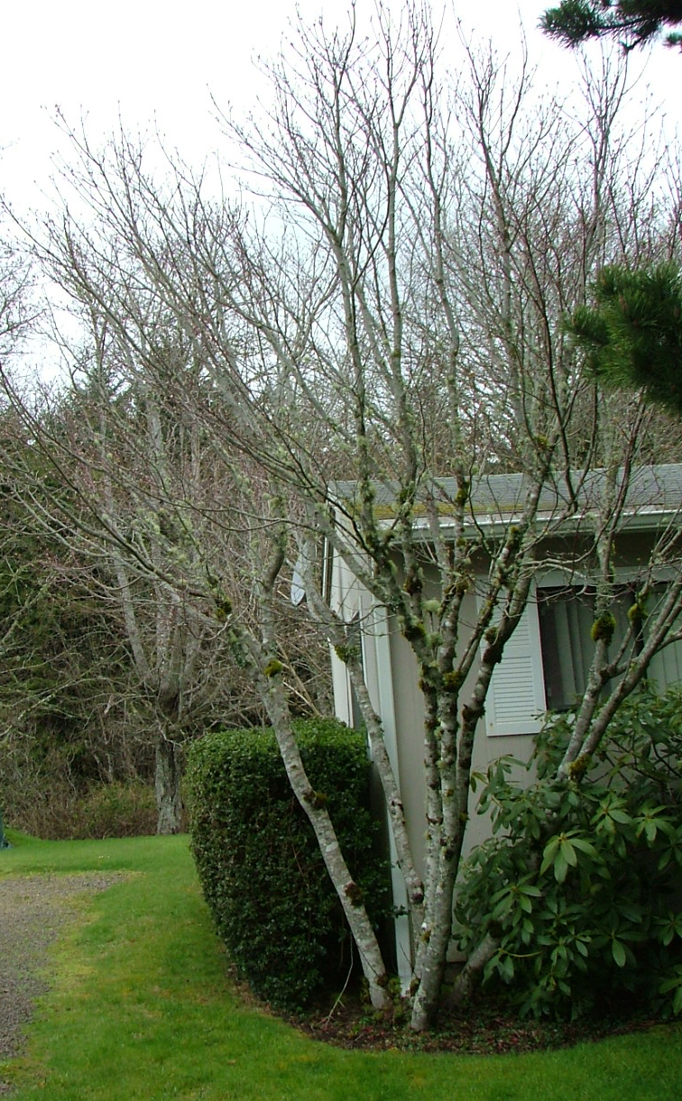 Oregon Coast Gardener The Venerable Vine Maple