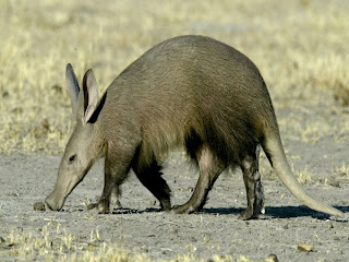 aardvark aardvarks piper follow mom