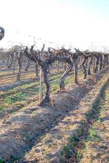 Videiras da Bodega El Esteco
