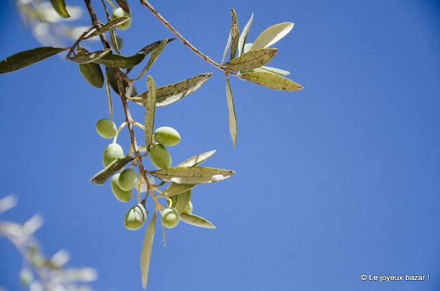 Les Pouilles - olives