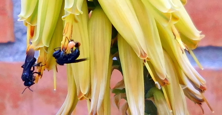 Soluciones para el Hogar y el Amor: Insectos del Jardín II Avispas y