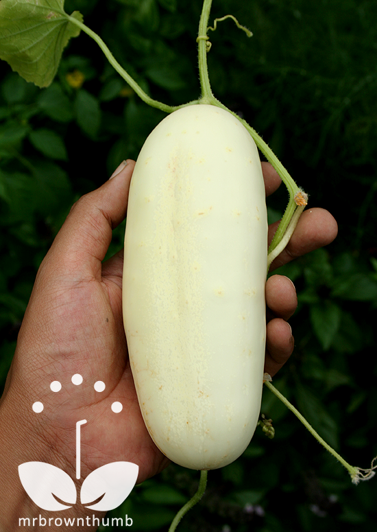 Cucumber 'White Wonder' From Burpee Seeds MrBrownThumb