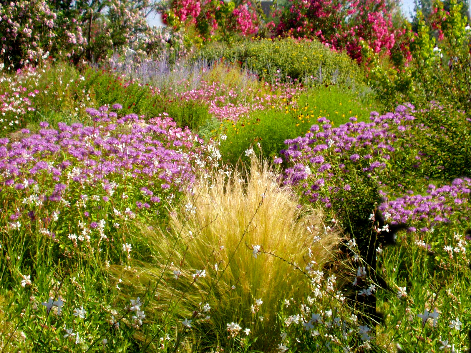 Dr. Dan's Garden Tips: Did Someone Say Xeriscaping?