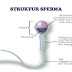 Struktur Sperma thumbnail