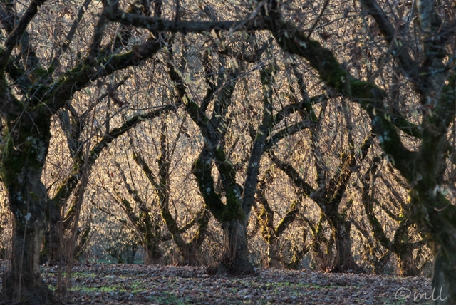 Hazelnut Orchard