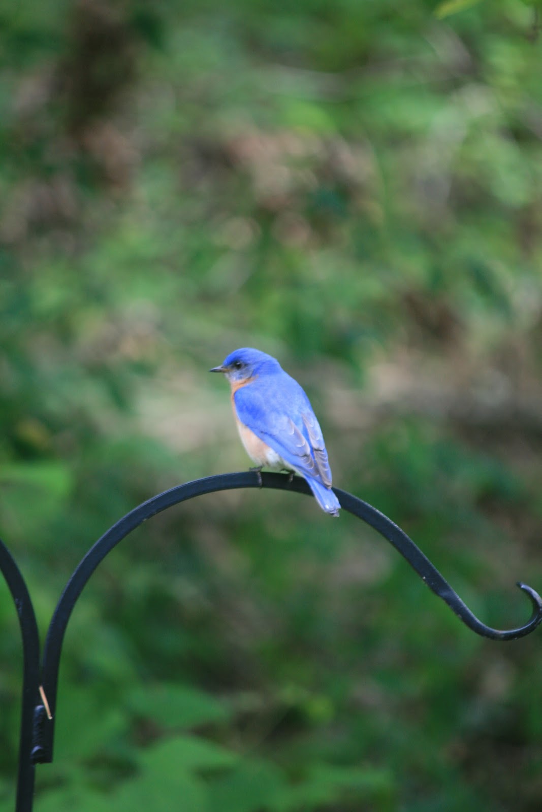 Off The Map How To Make A Bluebird Feeder