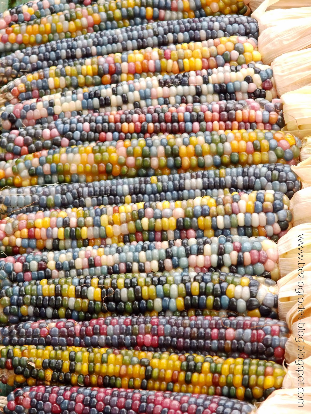 Kolorowa kukurydza 'Glass Gem' | BEZ OGRÓDEK | blog ogrodniczy